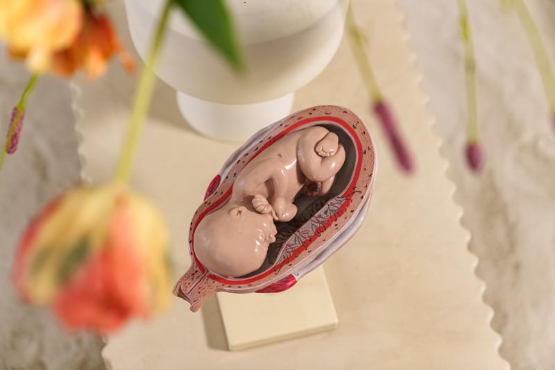 Beeldje van doorsnede zwangere buik en met kindje erin